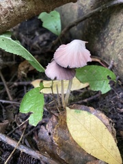 Mycena rosea