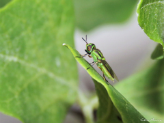 Hedriodiscus pulcher