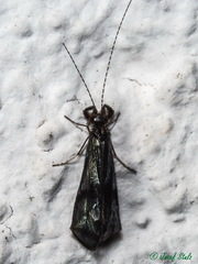 Mystacides azureus