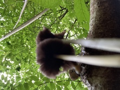 Mycena rosea