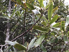Myrsine salicina