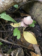 Mycena rosea