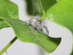 Megafreya sutrix