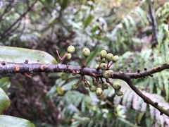 Myrsine salicina