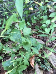 Hieracium paniculatum