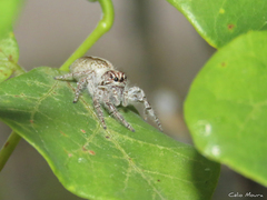 Megafreya sutrix