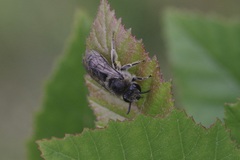 Colletes compactus