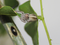 Megafreya sutrix