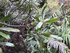 Myrsine salicina