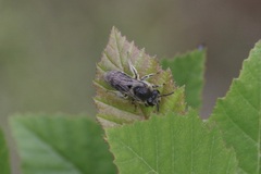 Colletes compactus