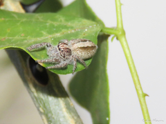 Megafreya sutrix