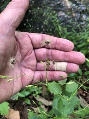 Hieracium paniculatum
