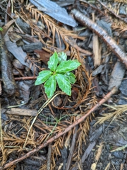 Sanicula canadensis
