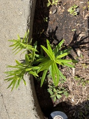 Artemisia verlotiorum