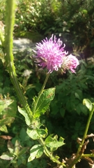 Cirsium palustre