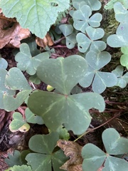 Oxalis oregana