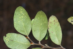 Nothofagus × apiculata