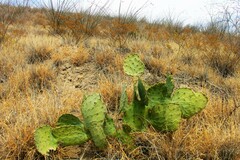 Opuntia rastrera