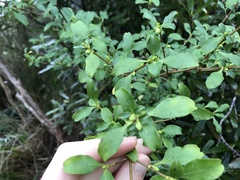 Coprosma foetidissima