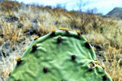 Opuntia rastrera