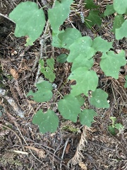 Vancouveria hexandra