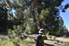 Pinus ponderosa