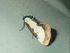 Eudryas unio