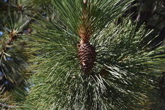 Pinus ponderosa