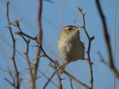 Cistothorus platensis