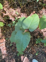 Reynoutria sachalinensis