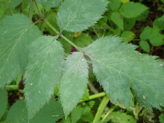 Erysiphe heraclei