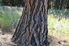 Pinus ponderosa