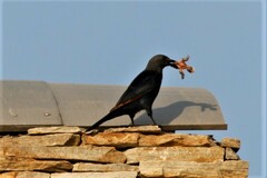 Onychognathus morio morio