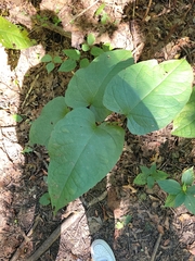 Reynoutria sachalinensis