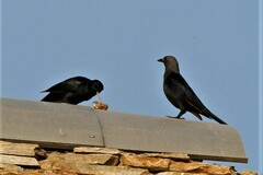 Onychognathus morio morio