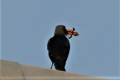 Onychognathus morio morio