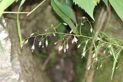 Campanula divaricata