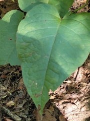 Reynoutria sachalinensis