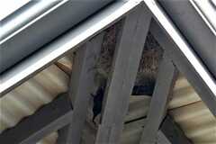 Onychognathus morio morio