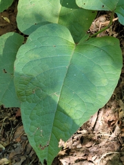 Reynoutria sachalinensis