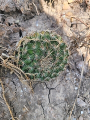 Mammillaria heyderi