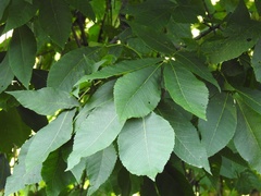 Carya laciniosa