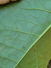 Reynoutria sachalinensis