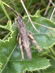 Chorthippus macrocerus