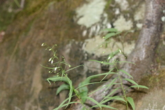 Campanula divaricata