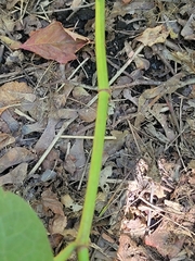 Reynoutria sachalinensis
