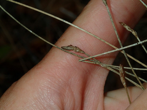 Image of Eleocharis erythropoda by (c) Katherine Baird, some rights reserved (CC BY)