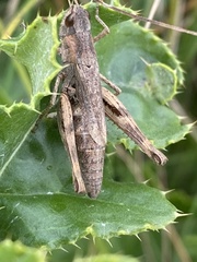 Chorthippus macrocerus