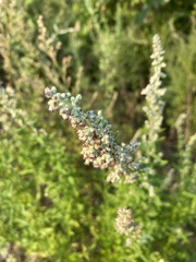 Artemisia vulgaris