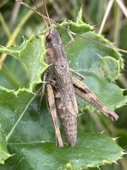 Chorthippus macrocerus